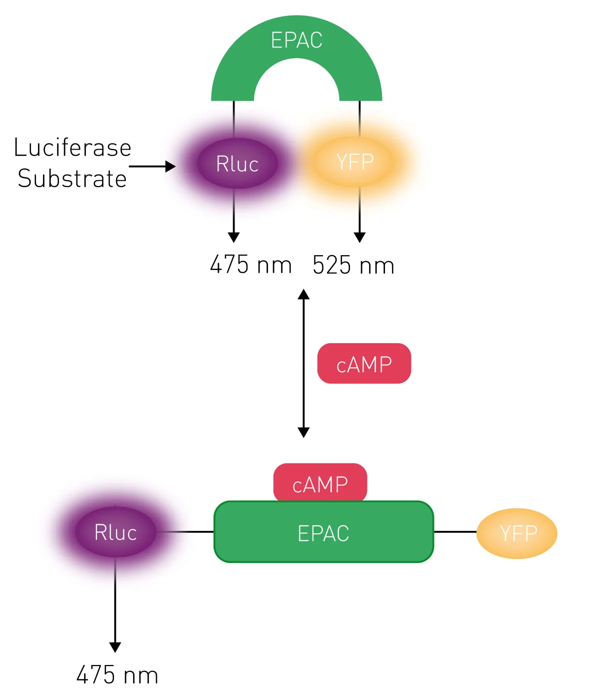 健康・医学 Receptor Based Solutions Synthetic Cannabinoid Receptor Agonists and G Proteins | BMG LABTECH